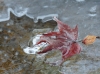 winter09.jpg