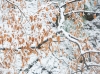 winter14.jpg