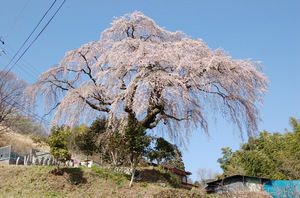 笹見平のしだれ桜