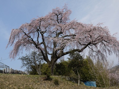 笹見平のしだれ桜