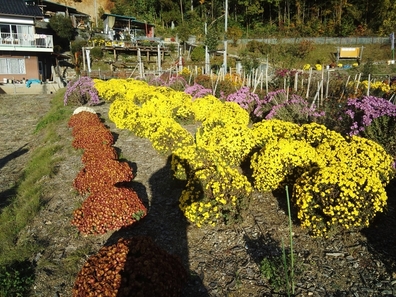 原菊園