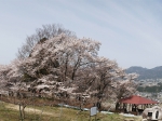 林公園桜.jpg
