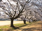 中学土手桜.jpg