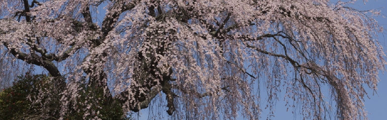 笹見塚桜im.jpg
