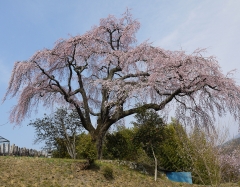 笹見平no桜.jpg