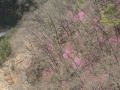 岩ツツジ1.jpg