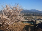 高台から桜.jpg