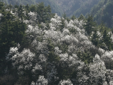 コブシ群生地.jpg