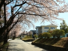 中学桜.jpg