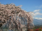 泉龍院桜3.jpg