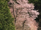 洞岸寺桜.jpg