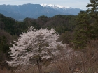 長沢桜.jpg