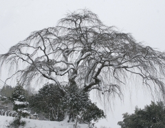 笹見塚雪.jpg