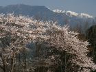 田村霊園桜.jpg