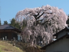 木門虚空蔵堂桜.jpg